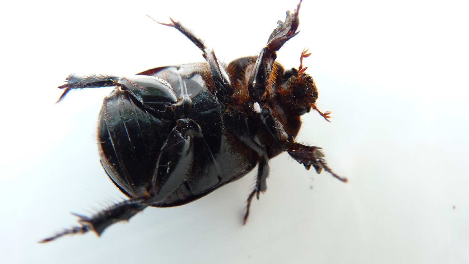 Identificazione Scarabeidae